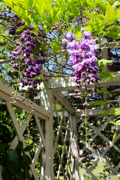 Wisteria