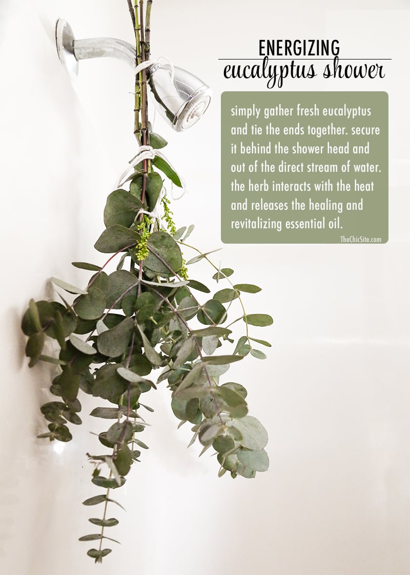 TheChic_energizing eucalyptus shower 1