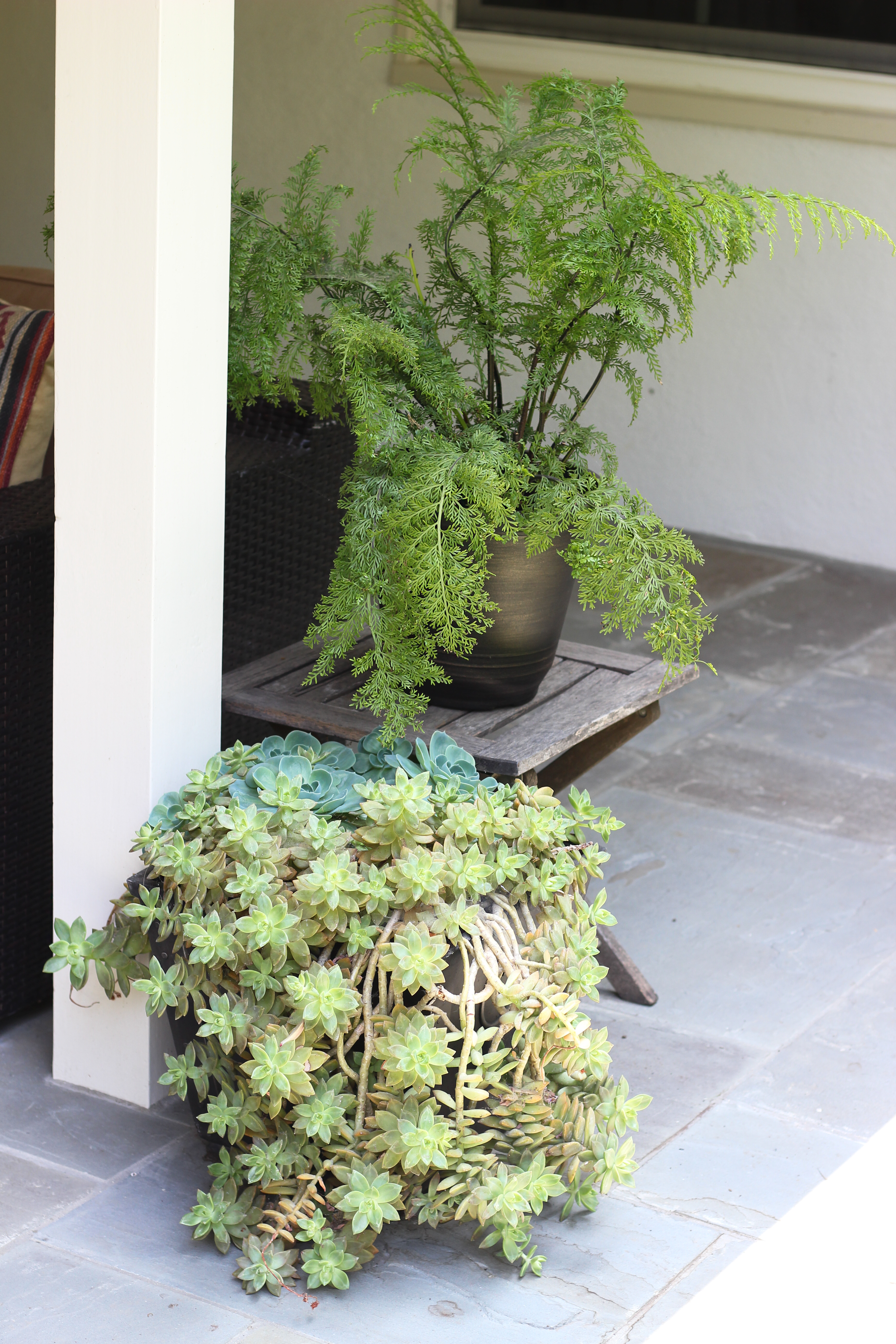 Patio Plants Rachel Hollis | The Chic Site